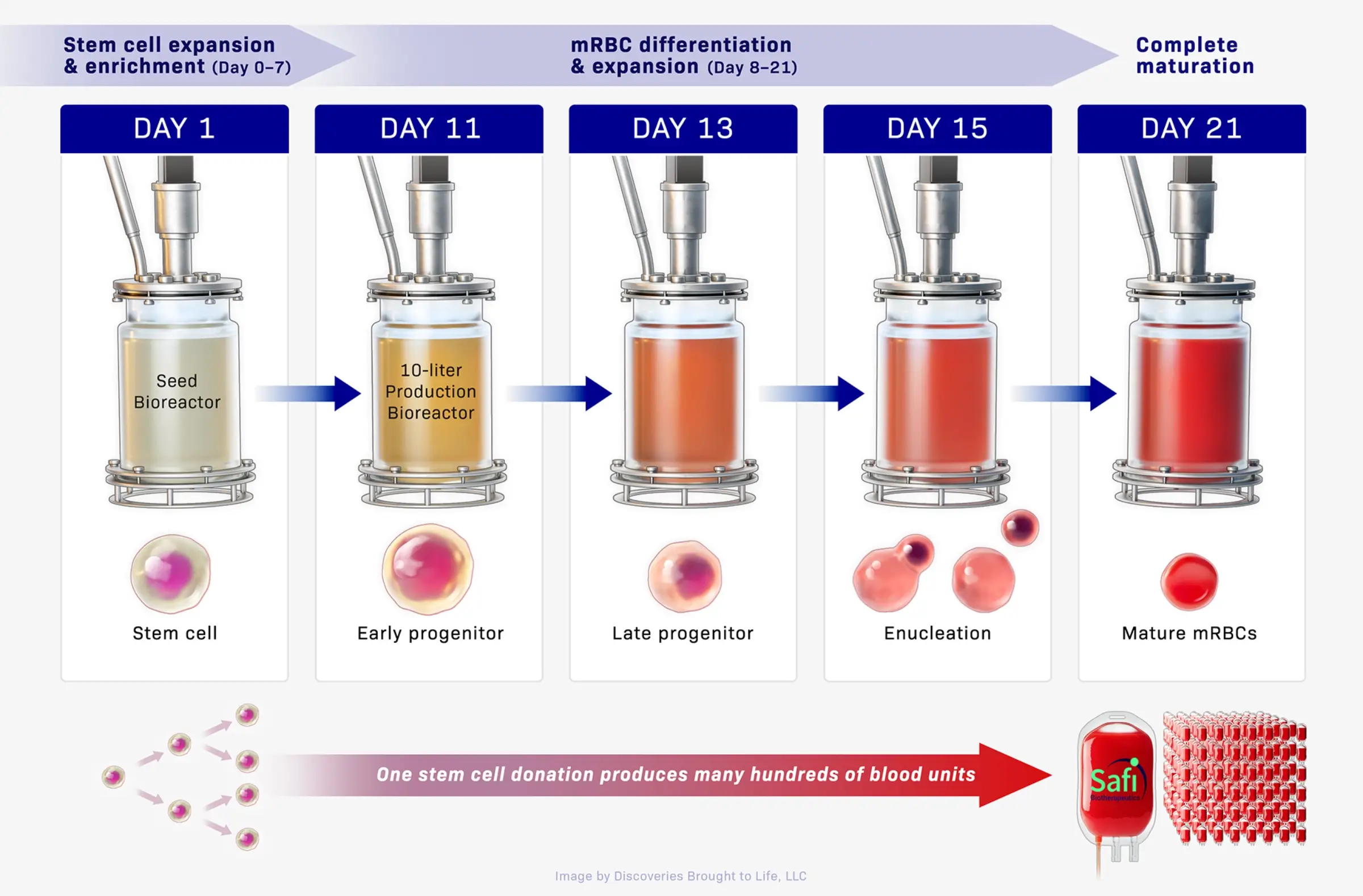 Modern & Scalable Biomanufacturing That Meets Purity & Quality Standards